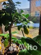 Апельсин, Лимон, Мандарин, Банан, Маракуйя и т.п