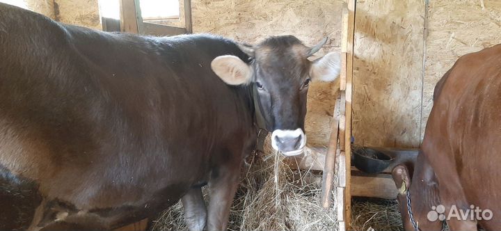 Нетель швиц