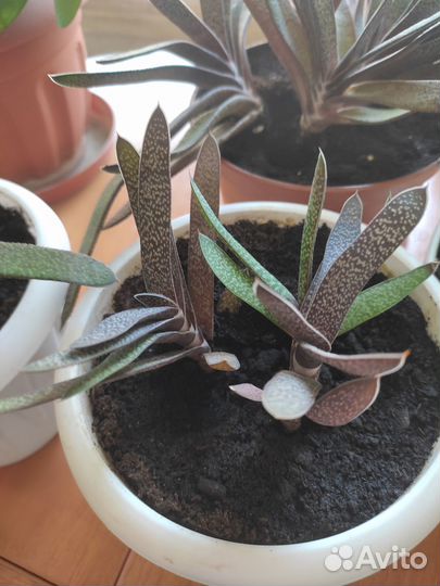 Комнатный цветок гастерия