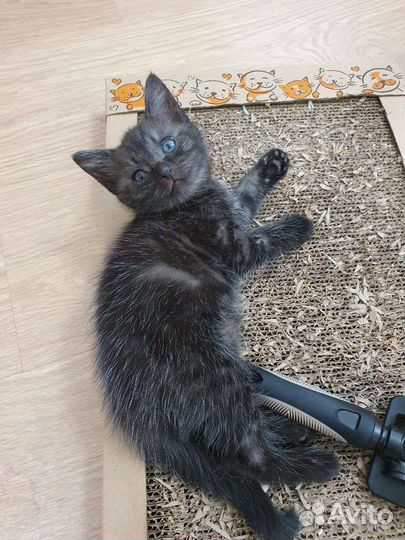 Черный дым котенок девочка – в дар