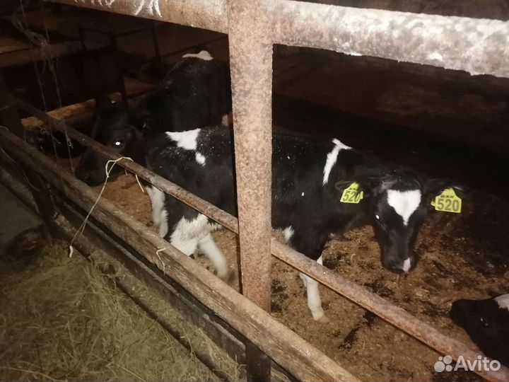 Телки бычки