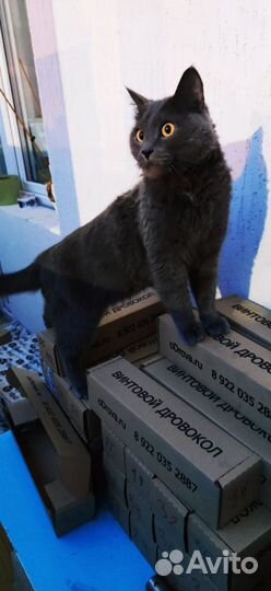 Дровокольный Конус новый 