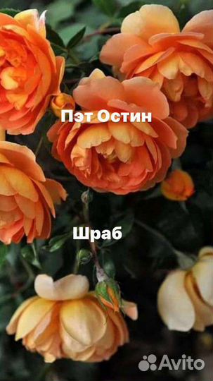 Розы на штамбе