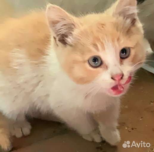 Маленький солнечный котенок (котик) ищет дом