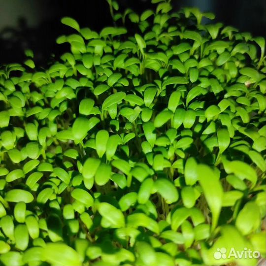 Микрозелень, Саратов