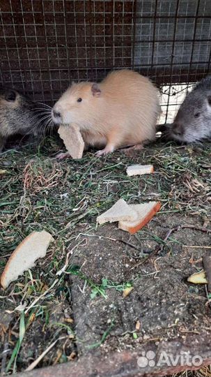 Мясо нутрии