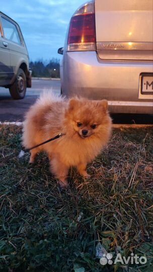 Мини шпиц вязка