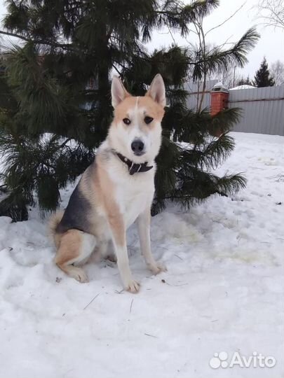 Собака в дар в добрые руки