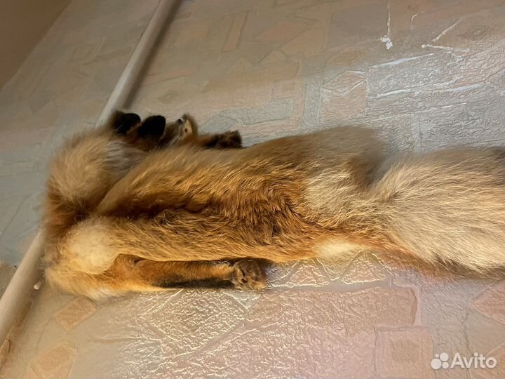 Лисья шкура