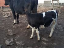 Корова дойная+телята(3 месяца)