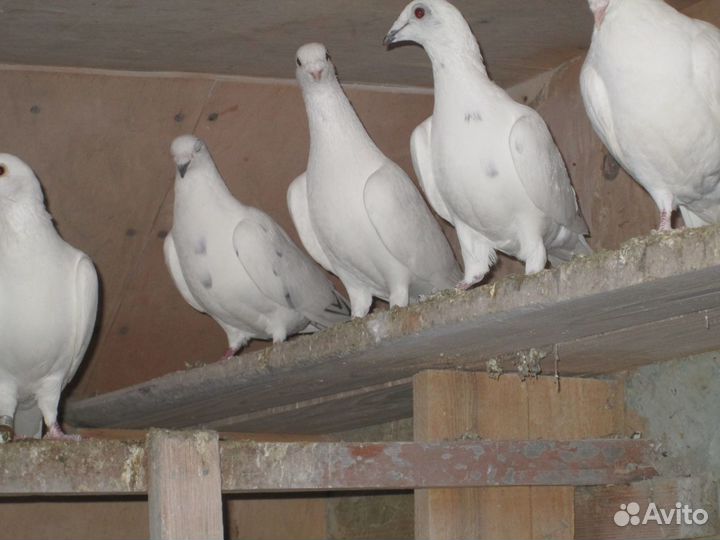 Продаются голуби