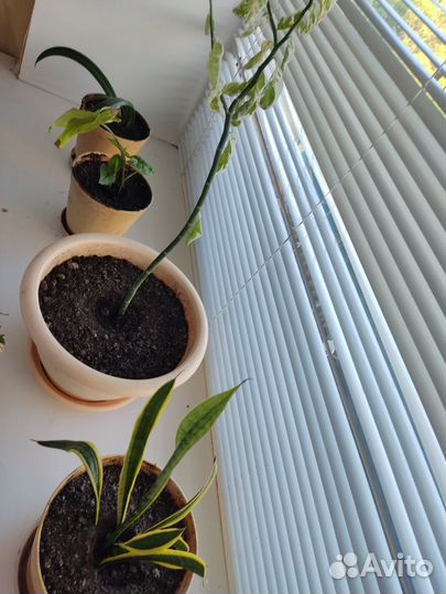 Продам цветы комнатные