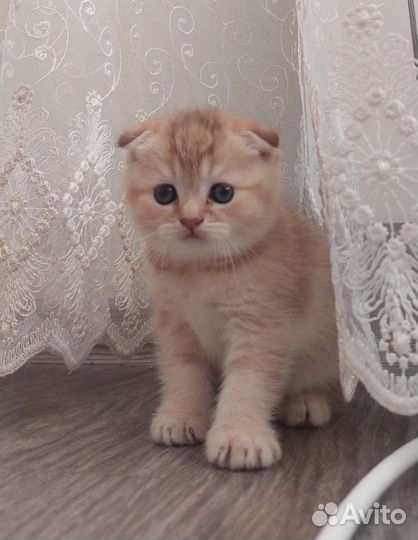 Шотландские котята