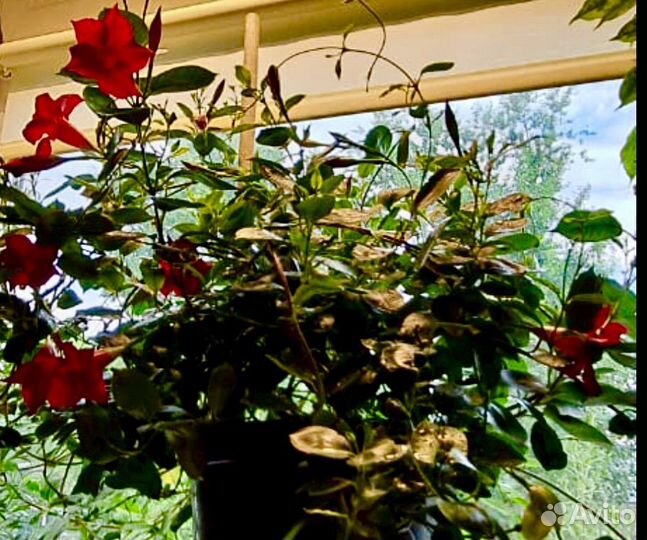 Дипладения (Мандевилла)