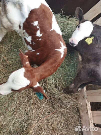 Телята швиц, холмогоры, венгеры и др