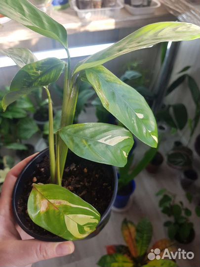 Ктенанта (калатея) лубберса