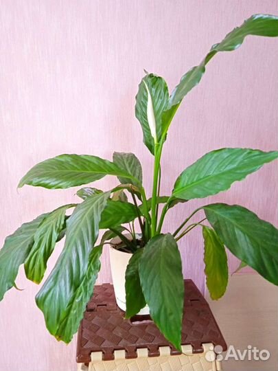 Комнатные растения для дома и офиса