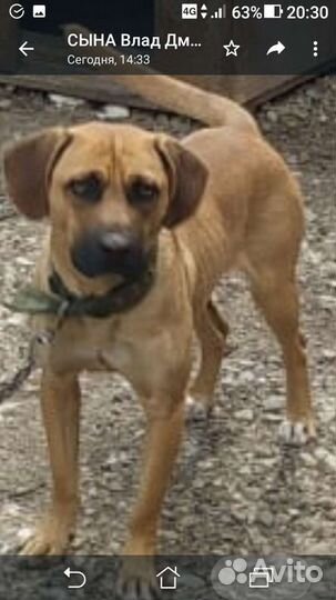 Передержка животных