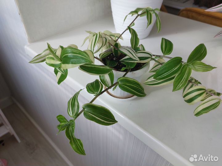 Традесканция