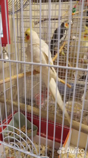 Попугай корелла