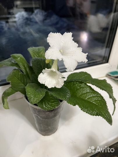 Стрептокарпусы