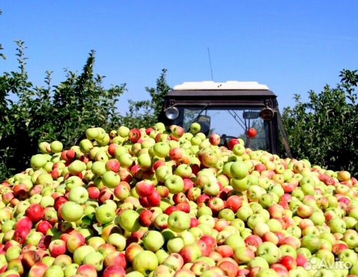 Сборщик яблок. Сезонная работа