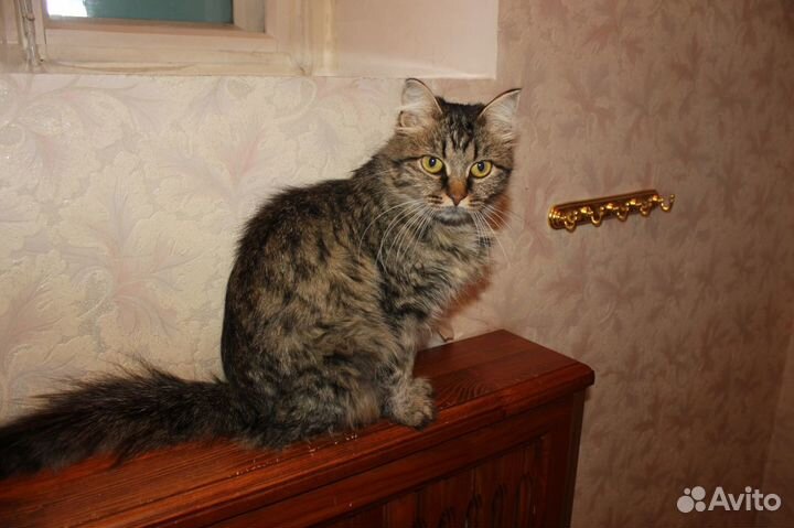 Зоогостиница (передержка) питомца Тюмень ммс