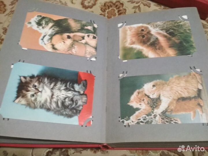 Открытки кошки и собаки