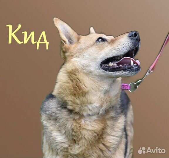Собаки приюта Некрасовка