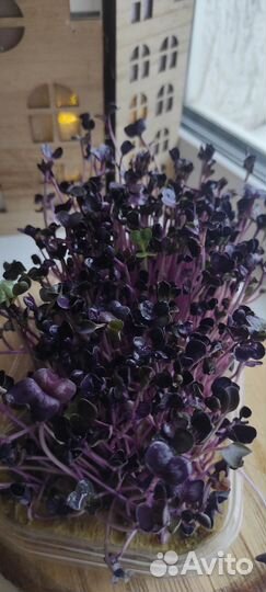 Микрозелень