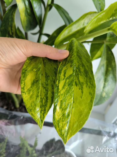 Замиокулькас вариегатный лонг лив