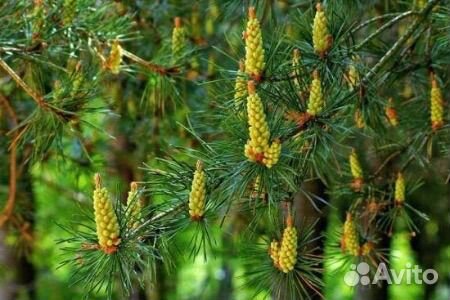 Пыльца крымской сосны