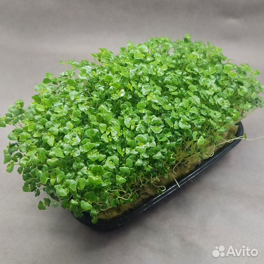 Микрозелень Брокколи Калабрезе