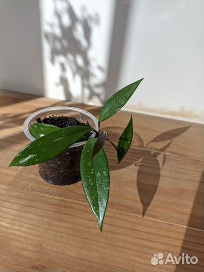 Хойя Pubicalyx Red Button