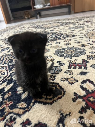 Кошка