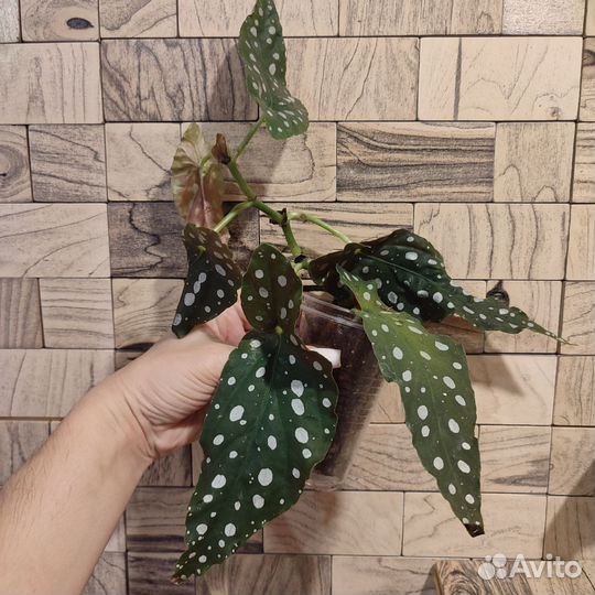 Бегония макулата