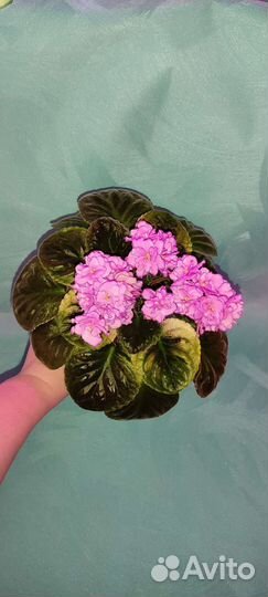 Фиалки стандарты