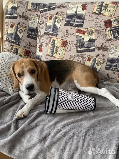 Воротник для животных отдам бесплатно