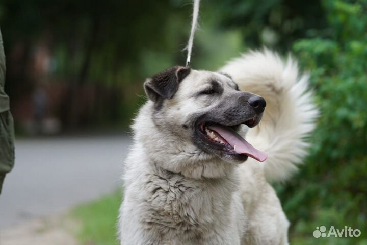 Ищет дом чудесный Крош