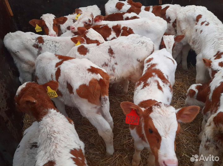 Телята бычки тёлочки бесплатная доставка
