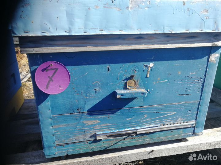 Улей, пчелы