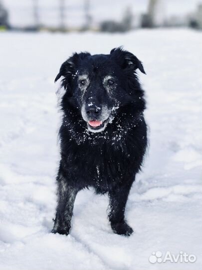 Несчастные собаки из приюта