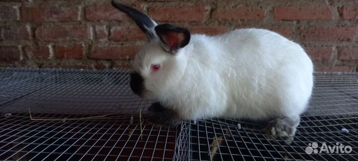 Калифорнийские кролики на племя