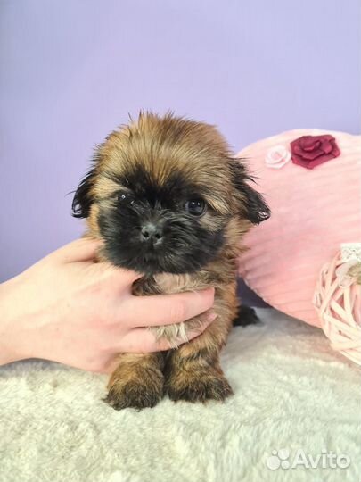 Щенки ши-тцу