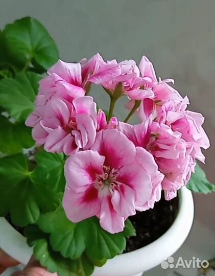 Пеларгонии сортовые