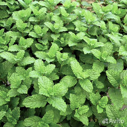 Пряные травы, мята, шалфей, тимьян, душица и т.д