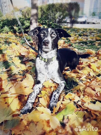 Лучший пес для квартиры