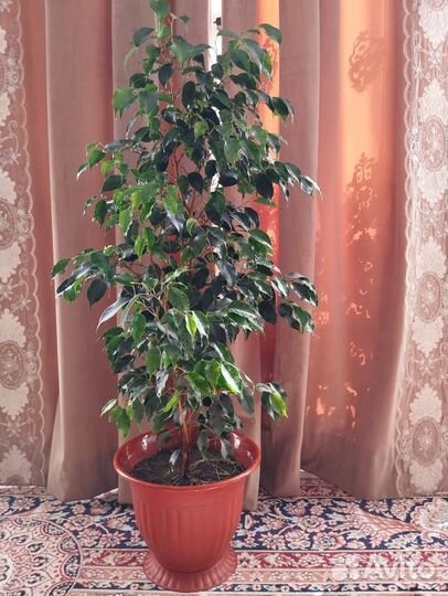 Фикус бенджамина
