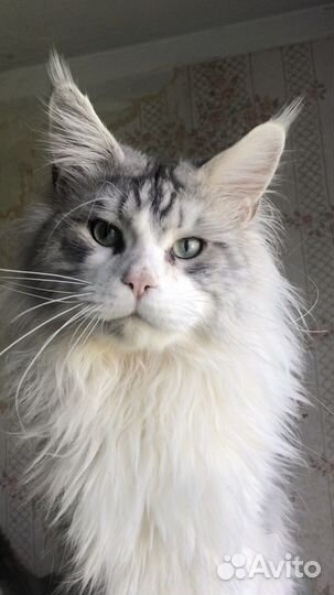 Мейн-кун котята