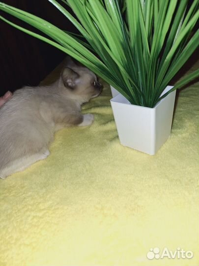 Сиамская кошечка